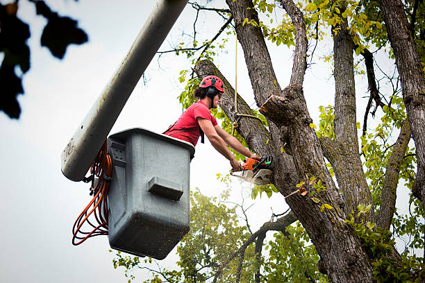 How Our Tree Care Process Works  in Arlington, NY